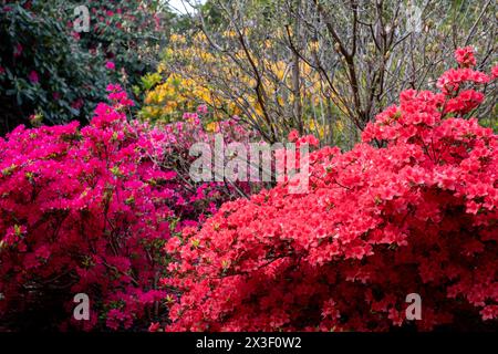 Farbschichten im Frühling: Bunte Rhododendronblüten, fotografiert Ende April in Temple Gardens, Langley Park, Iver Heath, Großbritannien. Stockfoto