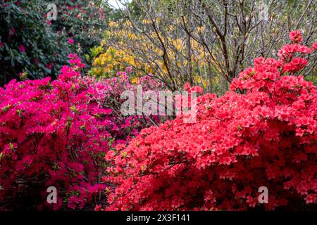 Farbschichten im Frühling: Bunte Rhododendronblüten, fotografiert Ende April in Temple Gardens, Langley Park, Iver Heath, Großbritannien. Stockfoto