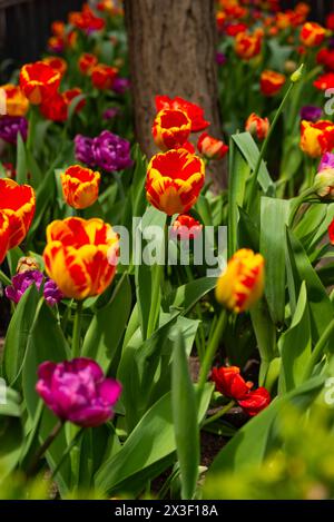 Wunderschöne Tulpen blühen auf der Magnificent Mile im Zentrum von Chicago, Illinois, USA. Stockfoto