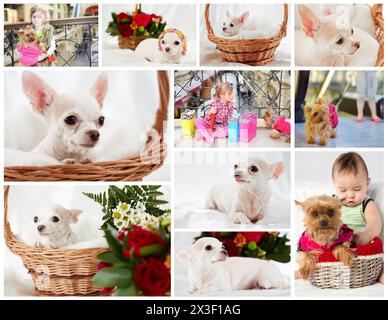 Collage mit weißem chihuahua, yorkshire Terrier und zwei Kindern Stockfoto