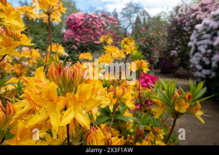 Farbschichten im Frühling: Bunte Rhododendronblüten, fotografiert Ende April in Temple Gardens, Langley Park, Iver Heath, Großbritannien. Stockfoto