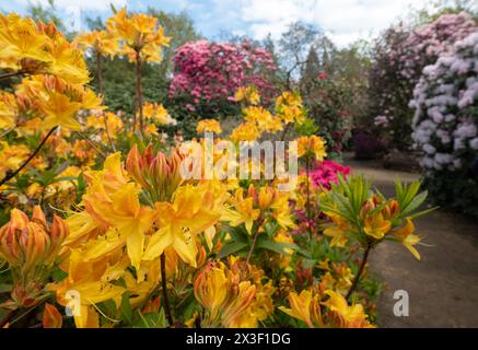 Farbschichten im Frühling: Bunte Rhododendronblüten, fotografiert Ende April in Temple Gardens, Langley Park, Iver Heath, Großbritannien. Stockfoto