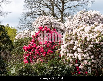 Farbschichten im Frühling: Bunte Rhododendronblüten, fotografiert Ende April in Temple Gardens, Langley Park, Iver Heath, Großbritannien. Stockfoto