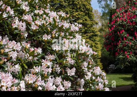 Farbschichten im Frühling: Bunte Rhododendronblüten, fotografiert Ende April in Temple Gardens, Langley Park, Iver Heath, Großbritannien. Stockfoto