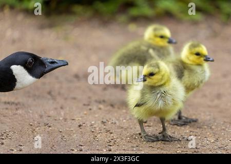 Canada Goose Eltern beobachten Gänse. Stow Lake, San Francisco, Kalifornien, USA. Stockfoto