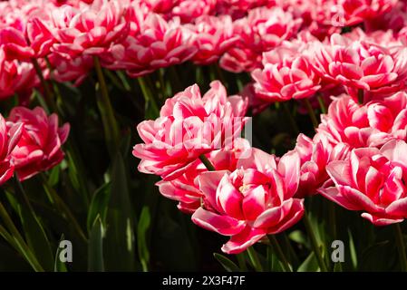 Wunderschöne Blumen blühen auf der Magnificent Mile im Zentrum von Chicago, Illinois, USA. Stockfoto