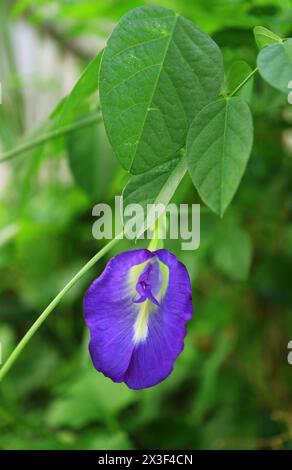 Eine leuchtende Schmetterlingserbse oder Aparajita Flower Blooming on its Tree aus nächster Nähe Stockfoto