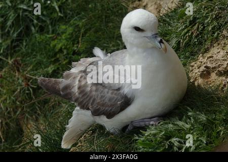 nördlicher Fulmar (Fulmarus glazialis) brütende Klippen auf dem britischen Festland Stockfoto