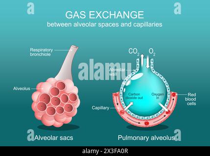 Alveolusgasaustausch zwischen Alveolarräumen und Kapillaren. Nahaufnahme einer Atembronchiole, eines Alveolarsacks, eines Lungenalveols und eines kapillaren wi Stock Vektor