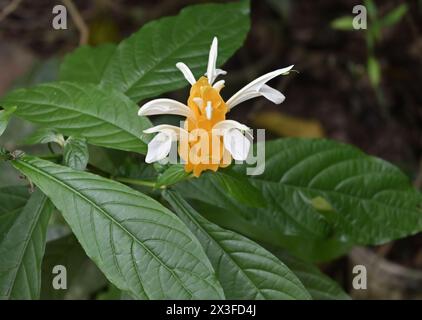 Blick auf eine kleine Blütenblüte auf einer goldenen Garnelenpflanze (Pachystachys lutea) mit auftauchenden Blüten Stockfoto