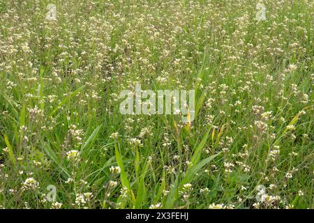 Eine große Menge Thale-Kresse blüht auf einer Wiese Stockfoto