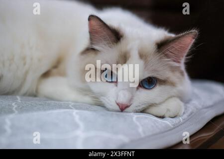 Niedliche Ragdoll-Katze, die auf der Decke liegt und in die Kamera blickt. 7 Monate alt Stockfoto