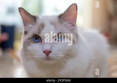 Süße Ragdoll-Katze, die auf dem Tisch sitzt. 7 Monate alt Stockfoto