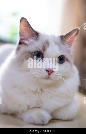 Süße Ragdoll-Katze, die auf dem Tisch sitzt. 7 Monate alt Stockfoto