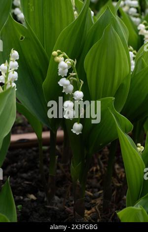 Die Lilie des Tals blüht auf grünem Hintergrund. Convallaria majalis. Stockfoto