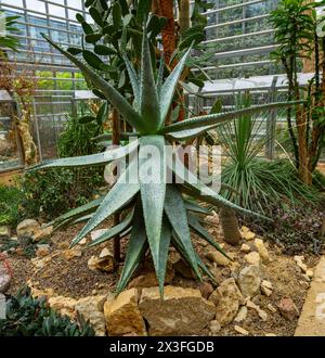 Aloe ferox (Tap Aloe oder Bitter Aloe) stachelige Blätter, die vor allem in Südafrika vorkommen. Stockfoto