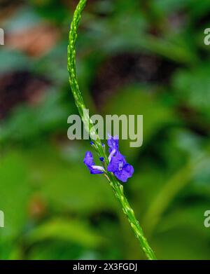 Stachytarpheta urticifolia, die Nettleleaf-Samtbeere, ist eine Art der Lavendelpflanze Stockfoto