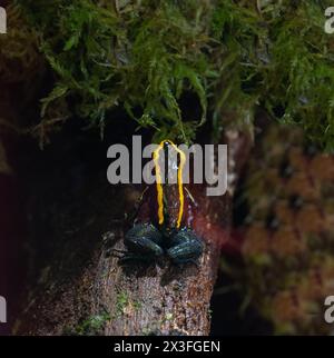 Golfodulcean Poison Frog (Phyllobates vittatus) - in Gefangenschaft gezüchtet. Endemisch in Costa Rica. Stockfoto