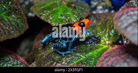 Gesegneter Giftfrosch (Ranitomeya benedicta) - Gefangener. Der gesegnete Giftfrosch ist eine gefährdete Art, die in den Pampas del Sacramento gefunden wird Stockfoto