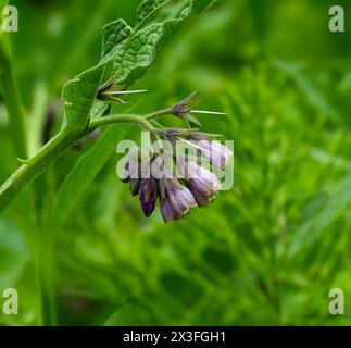 Blau geblümtes Zierbarmelein / Symphytum grandiflorum ‚Hidcote Blue‘. Stockfoto