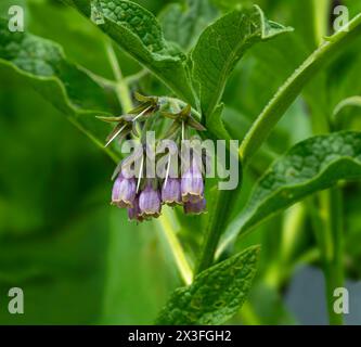 Blau geblümtes Zierbarmelein / Symphytum grandiflorum ‚Hidcote Blue‘. Stockfoto