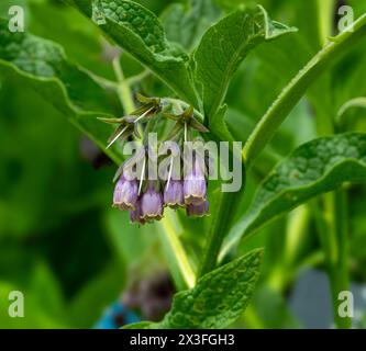 Blau geblümtes Zierbarmelein / Symphytum grandiflorum ‚Hidcote Blue‘. Stockfoto