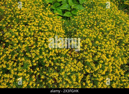 Besen (Cytisus scoparius, Genista scoparia) Stockfoto