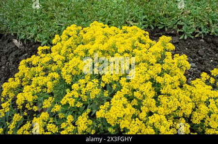 Basket-of-Gold Alyssum - lateinischer Name - Aurinia saxatilis Compacta Stockfoto