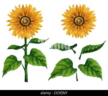 Helle Aquarellsonnenblume, Clipart isoliert auf weißem Hintergrund. Handgezeichnete Blumenabbildung. Designelemente für Postkarte, Grußkarte Stockfoto