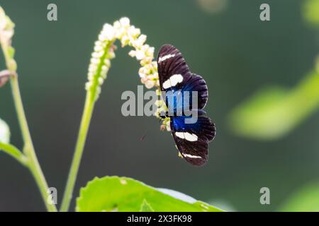 Tropischer blauer und schwarzer Schmetterling auf wilden weißen Blumen im Regenwald der Karibik Stockfoto
