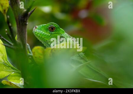 Aus nächster Nähe ein grüner Iguana mit Details von Schuppen, getarnt mit Blättern in einem Baum Stockfoto