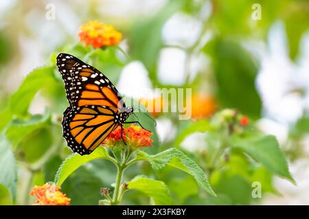 Monarchschmetterling trinkt Nektar aus einer orangen Lantana-Blume im Garten Stockfoto