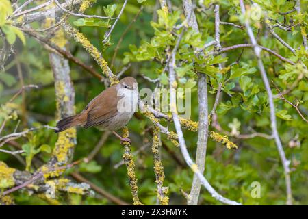 Cettias Keuscher, Cettia Cetti, auf einer Baumbank Stockfoto