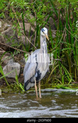 Graureiher, Ardea cinerea, stehend im Wasser an einem Flussufer Stockfoto