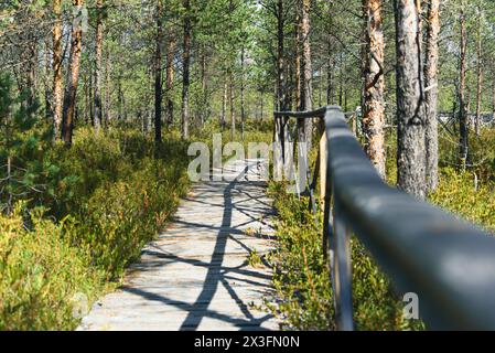 Der Boardwalk Trail führt durch den Sumpf für Öko-Touristen. Nadelwald in Nordeuropa. Stockfoto