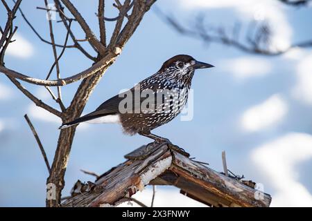 Flecknussknacker (Nucifraga caryocatactes), Wallis, Schweiz Stockfoto