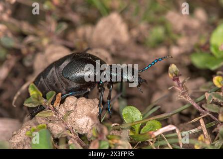 Weiblicher Ölkäfer Meloe proscarabaeus, Wallis, Schweiz *** weiblicher Ölkäfer Meloe proscarabaeus , Wallis, Schweiz Stockfoto