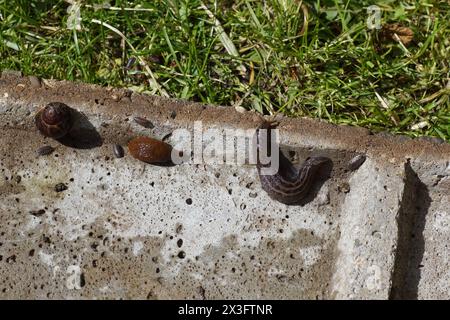 Große graue Schnecke, Leopardenschnecke (Limax maximus), große rote Schnecke, Schokolade arion (Arion rufus) oder spanische Schnecke (Arion vulgaris) und Gartenschnecke Stockfoto