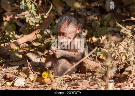 Baby-Pavian isst Obst Stockfoto