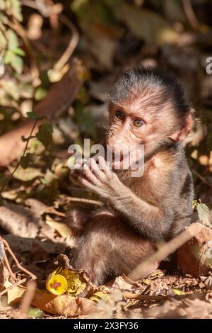 Baby-Pavian isst Obst Stockfoto