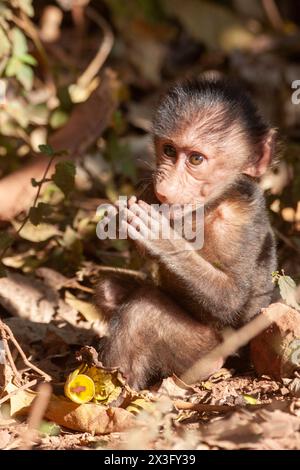 Baby-Pavian isst Obst Stockfoto