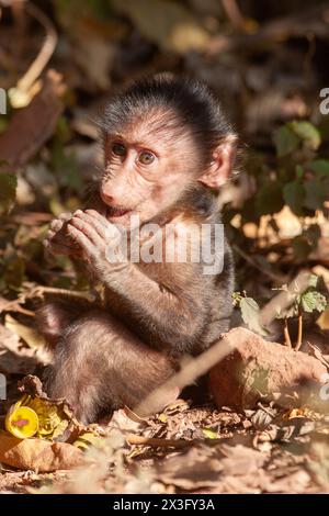 Baby-Pavian isst Obst Stockfoto