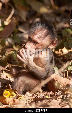 Baby-Pavian isst Obst Stockfoto