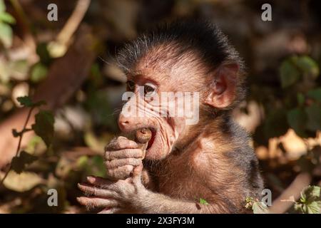 Baby-Pavian isst Obst Stockfoto