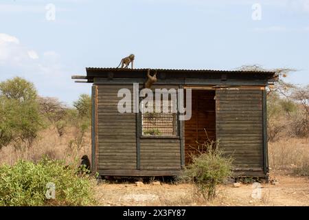 Paviane Ein Pavian klettert auf dem Dach eines Gebäudes im Serengeti-Reservat Stockfoto