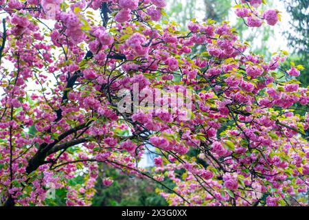 Sakura-Bäume blühen im Frühling im Dikmen-Tal, Cankaya, Ankara, Türkei Stockfoto