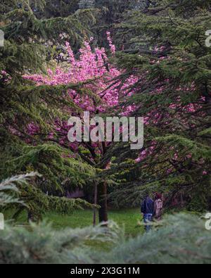 Einsamer Sakura-Baum unter anderen Bäumen im Dikmen-Tal im Frühling, Cankaya, Ankara, Türkei Stockfoto