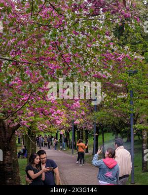 Cankaya, Ankara, Türkei - 20. April 2024: Im Frühling genießen die Menschen Sakura-Bäume im Dikmen-Tal. Stockfoto