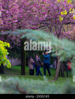 Cankaya, Ankara, Türkei - 20. April 2024: Im Frühling genießen die Menschen Sakura-Bäume im Dikmen-Tal. Stockfoto