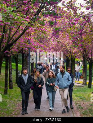 Cankaya, Ankara, Türkei - 20. April 2024: Im Frühling genießen die Menschen Sakura-Bäume im Dikmen-Tal. Stockfoto